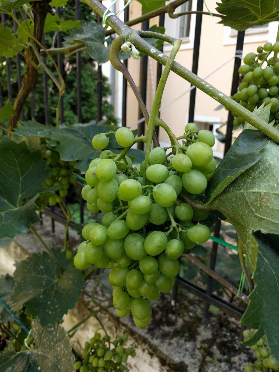 Băile Felix Casa Monica酒店 外观 照片
